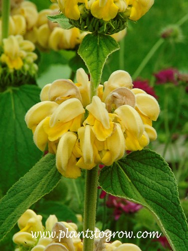 Jerusalem Sage (Phlomis russeliana) 
The hooded flowers are found in tightly clustered axillary whorls. (June 24)